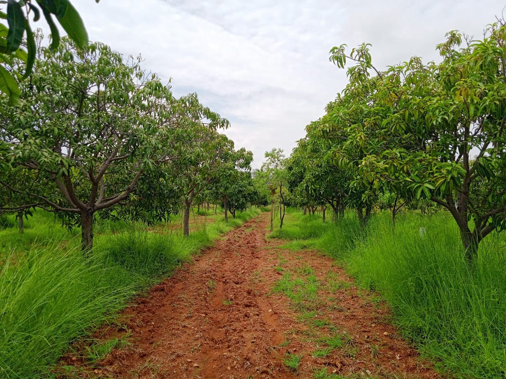Vishwas Sandalwood Farms_Vishwas_Sandalwood_Farm_1